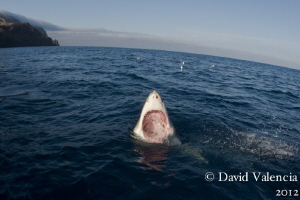 A Great White mouthing at the surface. by David Valencia 